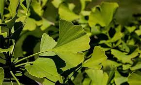 Ginkgo Biloba leaves