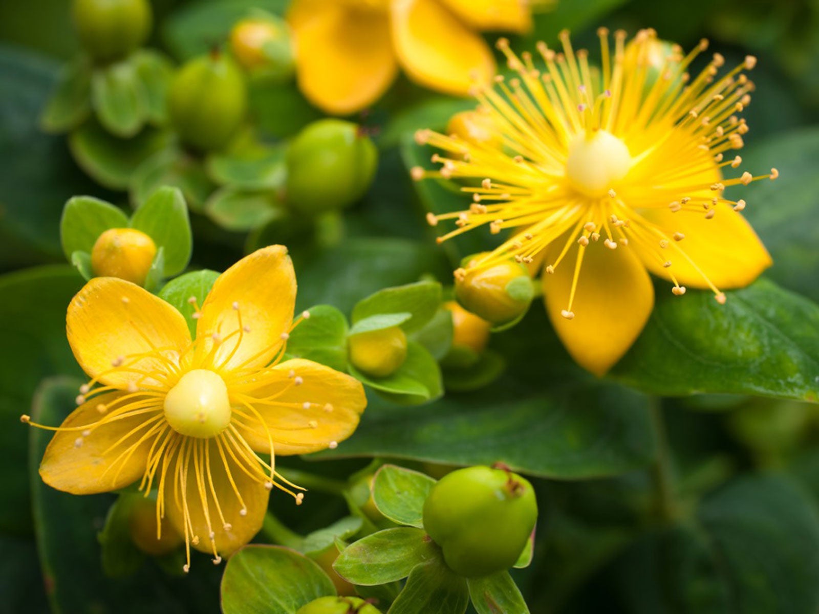 St. John's Wort flowers