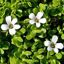 Bacopa Monnieri plant